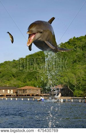 A Dolphin Jumping In The Air To Catch The Sardine