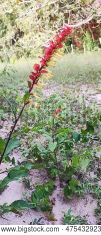Flower Amasonia Lasiocaulis (lamiaceae). In A Region Of Countryside And Rainforest.