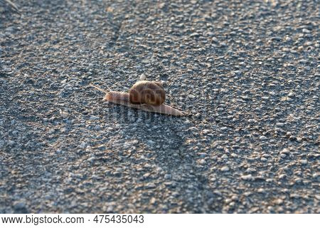 A Closeup Shot Of A Snail Crawling On Tarmak.