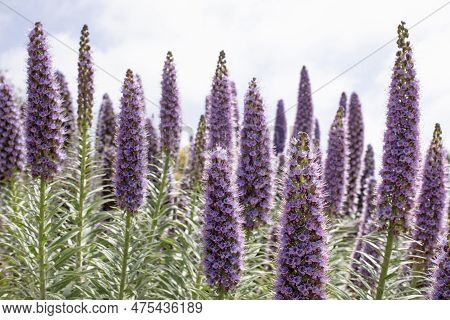 Closeup View Of Purple Echium Candicans Plants Blooming In The Community Park, California. Pride Of 