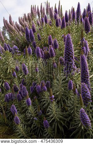 Vertical View Of Purple Echium Candicans Plants Blooming In The Community Park, California. Pride Of