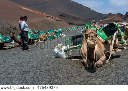 Timanfaya, Spain - August 10, 2018:tourists Ride Camels Inside The Timanfaya National Park And The V