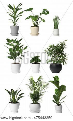 Collage With Different Potted Plants On White Background. House Decor