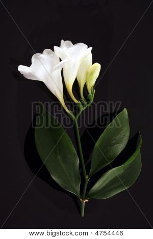 Flowerses.