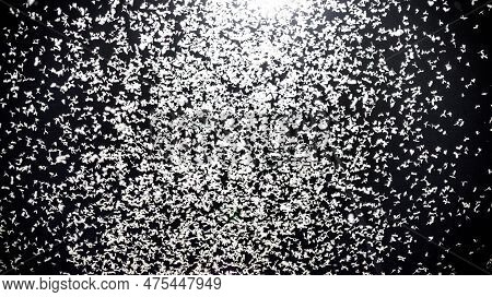 Mayfly Insect In The Night Sky. Street Light And Many Mayfly