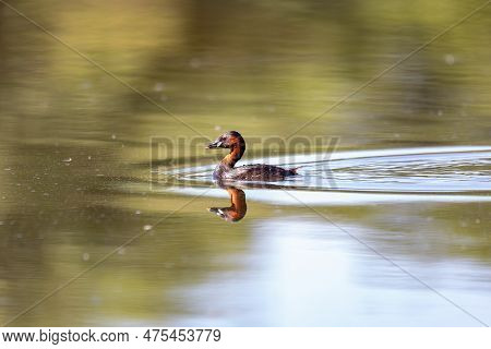 Cute Small Water Bird Little Grebe, Tachybaptus Ruficollis, Swimming On A River Hunting For Food.
