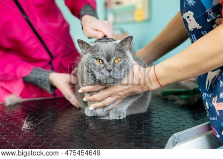 Full Body View Of Cat On Table Stand Brushed And Petted By Groomers