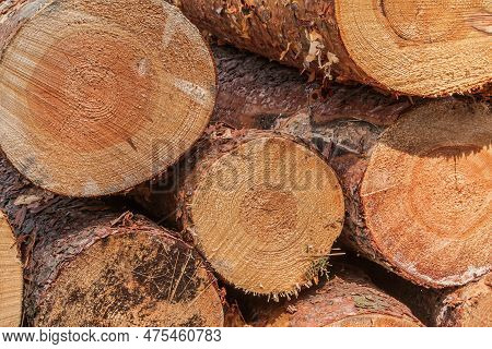 Several Large Sawed Logs In A Heap. Stack Of Pine Logs With Barks After Felling In The Forest. Annua