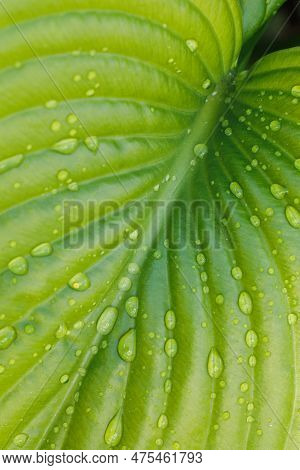 Close-up Of Huge Bright Green Leaf Of Plantain Lily Funkia Hosta Covered With Water Rain Dew Drops L
