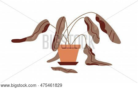 Dead Withered Plant In Pot. Ailing Dying Droopy Sick Houseplant With Wilted Damaged Dry Leaves, Dehy