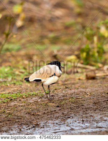Near Threatned Bird River Lapwing Or Vanellus Duvaucelii Bird Closeup Or Portrait At Dhikala Zone Of