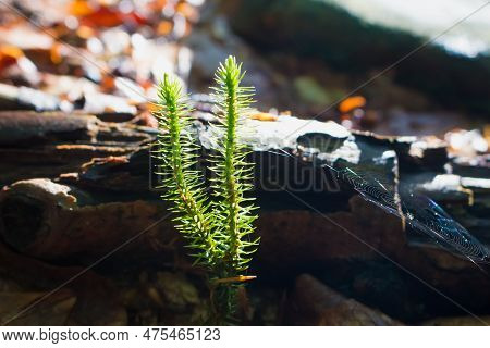 Evergreen Club Moss Close-up, Carpathian Vegetation Wild Plant