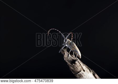 Mango Stem Borer, Batocera Rufomaculata, Pune, Maharashtra, India
