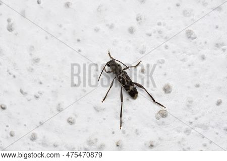 Mango Stem Borer, Batocera Rufomaculata, Pune, Maharashtra, India