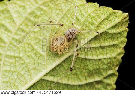 Mango Stem Borer, Batocera Rufomaculata, Pune, Maharashtra, India