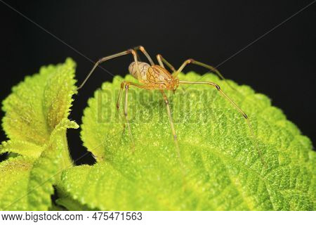 Orange Spitting Spider,  Syctodes Fusca, Satara, Maharashtra, India