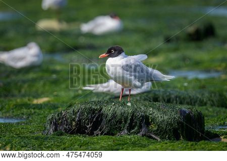 A Mediterranean Gull Standing On The Beach, Sunny Day In Summer In Northern France