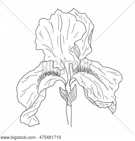 Drawing Of Iris Bud Macro, Hand-drawn, Linart. High Resolution, Suitable For Printing On Any Surface