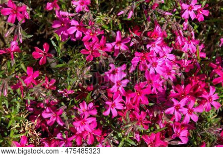 Red Campion Wildfowers Or Silene Dioica Blooms In The Rock Garden In The Yard, Sofia, Bulgaria