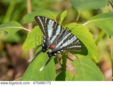 This Beautiful Zebra Swallowtail Butterfly Was Photographed While It Was Stretching Its Wings In A M