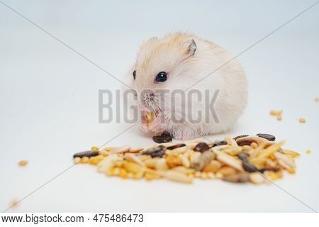 A Small White With Red Dzungar Hamster Eats Seeds On A White Table.