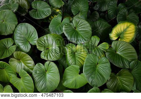 Group Of Homalomena Leaves Heart Shape Designed Beautiful Backdrop In Rainforest