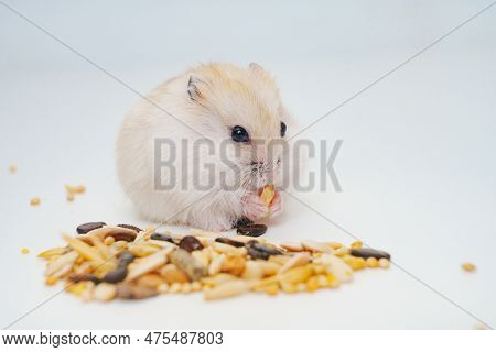 A Small White With Red Dzungar Hamster Eats Seeds On A White Table.