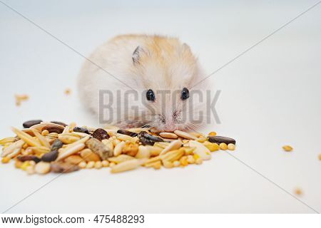 A Small White With Red Dzungar Hamster Eats Seeds On A White Table.
