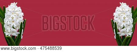 Two White Blooming Hyacinths On Red Banner. Wedding Or Birthday Invitations. Mother's Day, Women's D