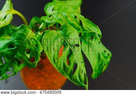 The Sprout Of Monstera Munky In A Glass Of Water With Hydrogel Balls On A Black