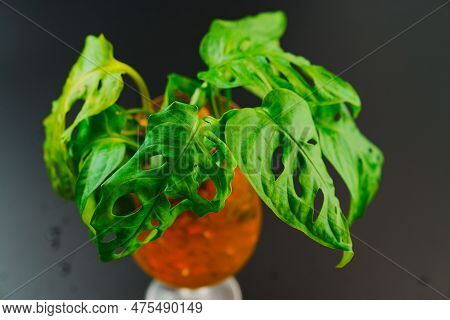 The Sprout Of Monstera Munky In A Glass Of Water With Hydrogel Balls On A Black