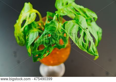 The Sprout Of Monstera Munky In A Glass Of Water With Hydrogel Balls On A Black