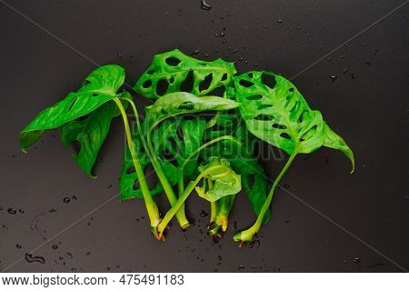The Sprout Of Monstera Munky On A Black Background.
