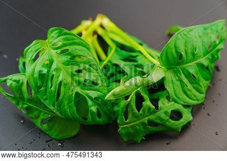 The Sprout Of Monstera Munky On A Black Background.