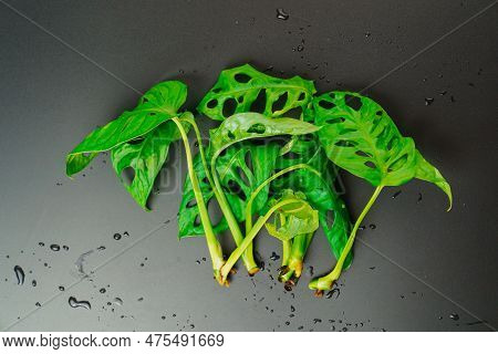 The Sprout Of Monstera Munky On A Black Background.