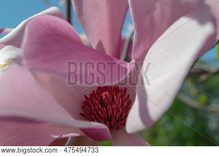 Gentle pink Magnolia soulangeana Flower on a twig blooming against clear blue sky at spring