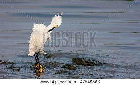 Garça-branca (egretta Thula)
