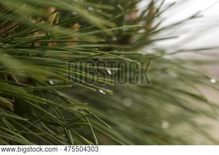 Raindrops On The Tips Of Pine Needles. A Tiny Raindrop On The Tip Of A Pine Needle Shines Like A Dia