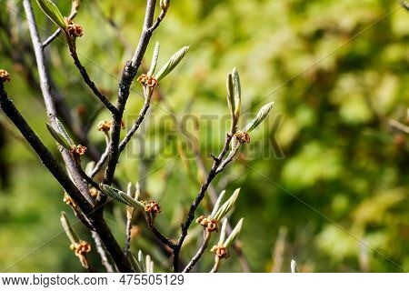 Flower Of Hamamelis Intermedia In Early Spring. Hamamelis Has Gorgeous Flowers In Early Spring.