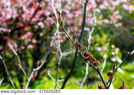 Flower Of Hamamelis Hamamelis Virginiana L In Early Spring. Hamamelis Has Gorgeous Flowers In Early