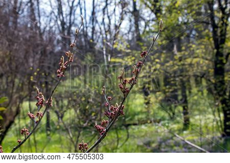 Flower Of Hamamelis Hamamelis Virginiana L In Early Spring. Hamamelis Has Gorgeous Flowers In Early
