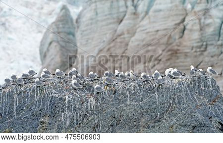 Black Legged Kittiwakes On A Rocky Island By A Massive Glacier In Liefdefjorden In The Svalbard Isla