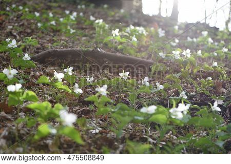 Hundreds Of Trilliums Blooming In The Early Spring