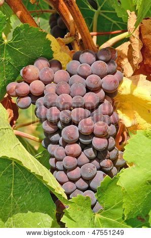 Pinot nero
