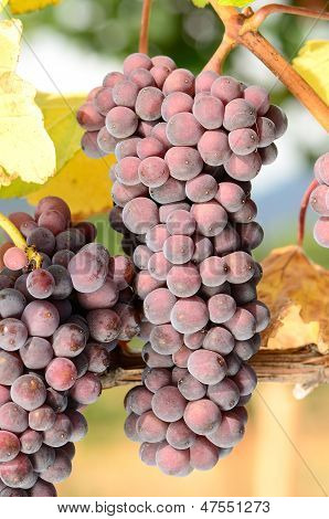 Pinot nero
