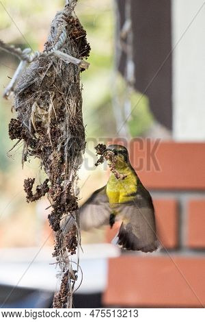 Long-billed Spiderhunter Bird Transferring Weaving Material To Weave Its Nest At Residential Home