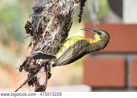 Close-up Of Long-billed Spiderhunter Bird Weaving Nest At Residential Home