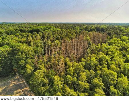 Kill Trees In The Beautiful Green Forest In The Netherlands