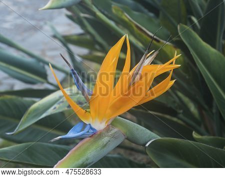 Bird Of Paradise Crane Flower, Strelitzia Reginae In A Nature Garden, Abstract. Macro, Shallow Depth