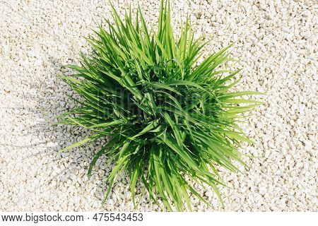 Green Grass Earth Environment Background. Decorative Bush. White Stones In Backyard. Green Grass Top